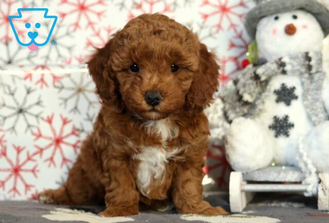 Honeybun Mini Poodle2 image