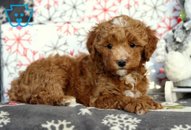 Hudson Mini Poodle image