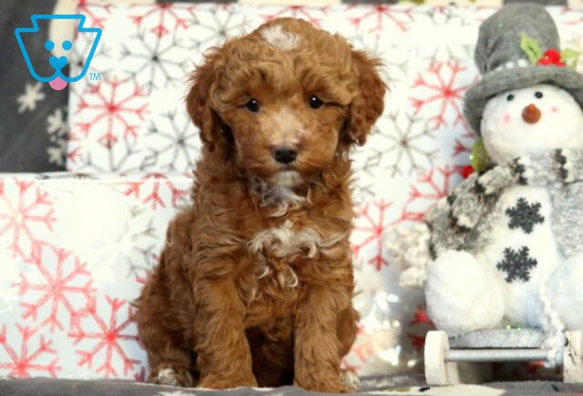 Hudson Mini Poodle2 image