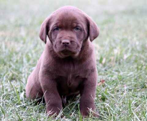 Humphrey Chocolate Lab