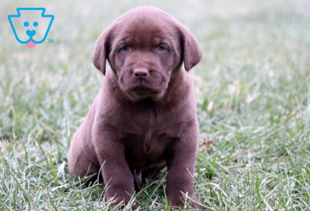 Humphrey Chocolate Lab image
