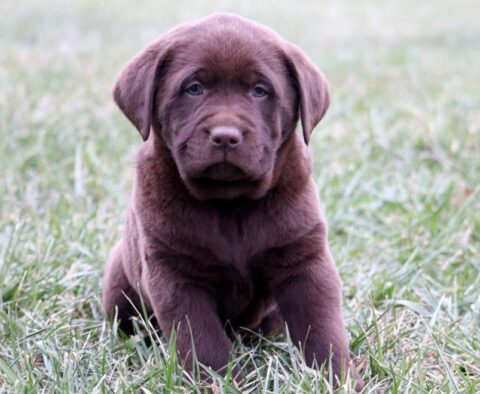 Hunter Chocolate Lab