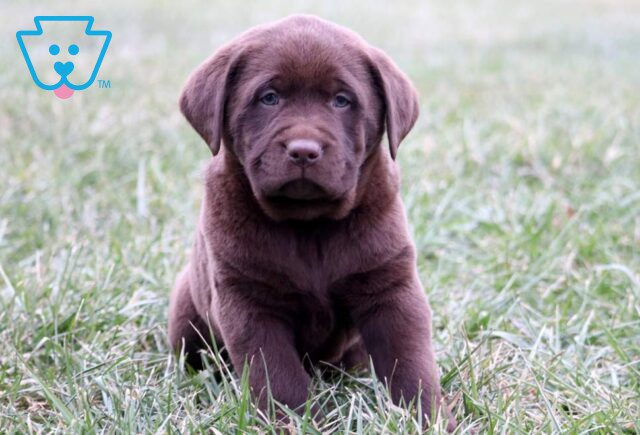 Hunter Chocolate Lab image