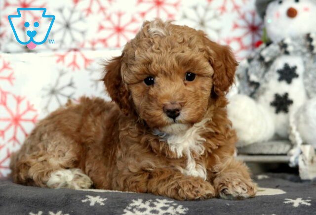 Hunter Mini Poodle image