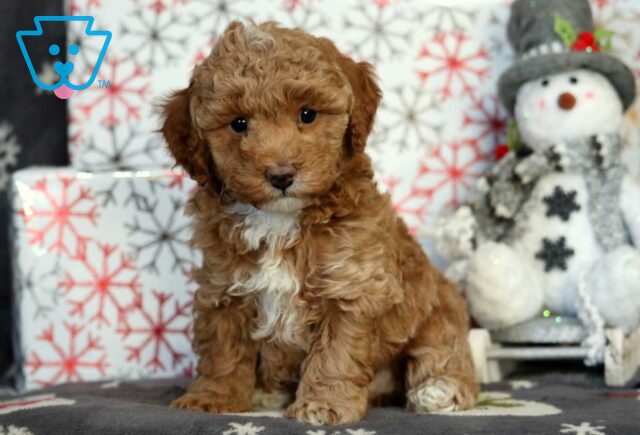 Hunter Mini Poodle2 image