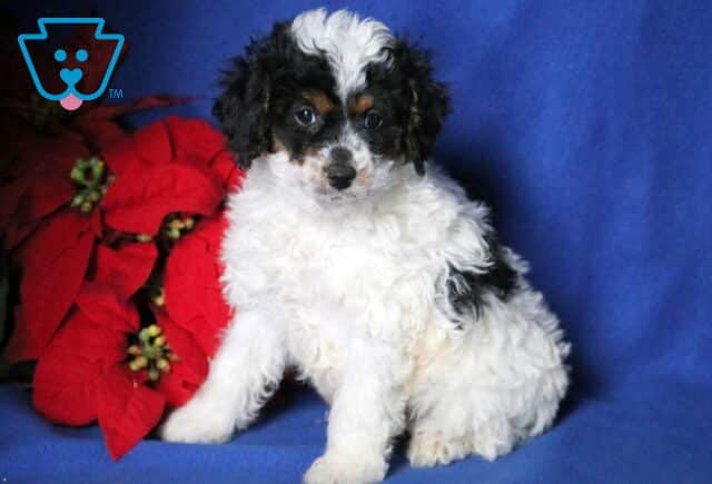 Ike Cavapoo image