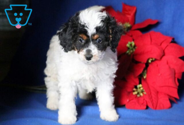 Ike Cavapoo2 image