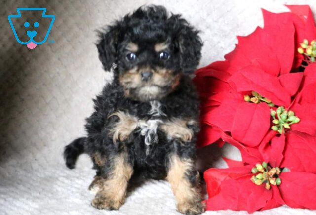 India Cavapoo image