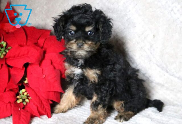 India Cavapoo2 image