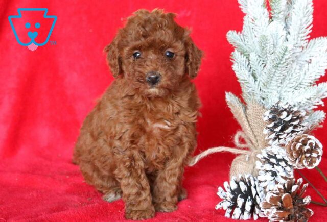 Ivory Mini Poodle image