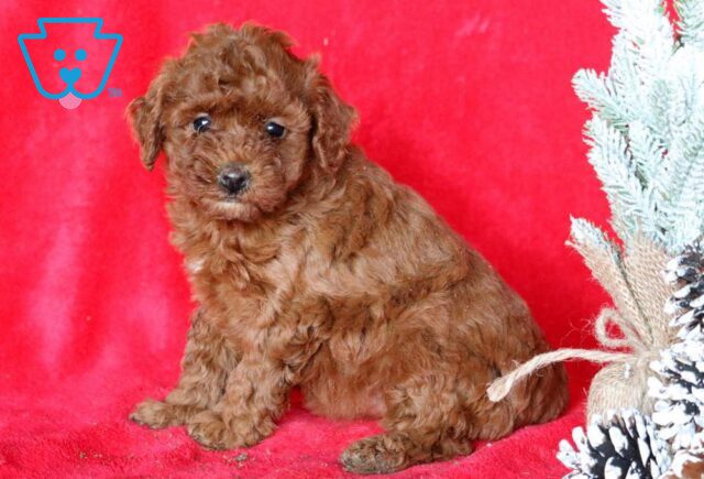 Ivory Mini Poodle2 image