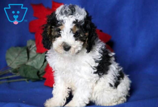 Izzy Cavapoo image