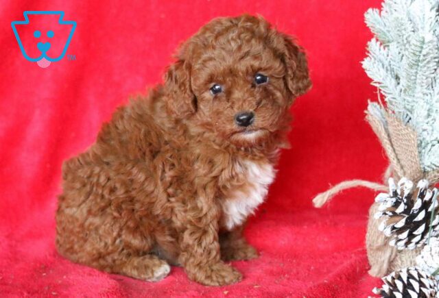 Izzy Mini Poodle image