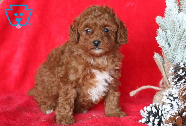 Izzy Mini Poodle2 image