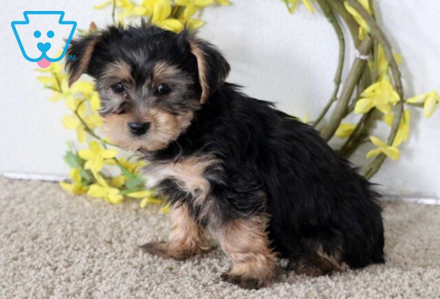 Jace Yorkie image
