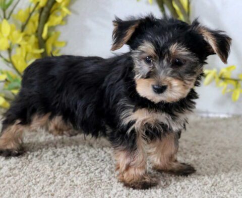 Jace Yorkie2