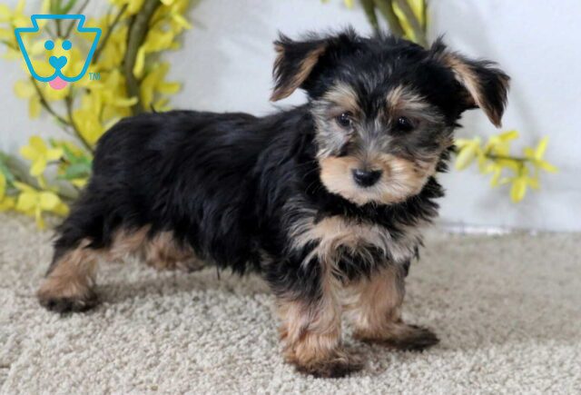 Jace Yorkie2 image