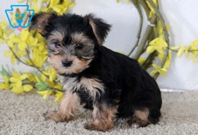 Jade Yorkie image