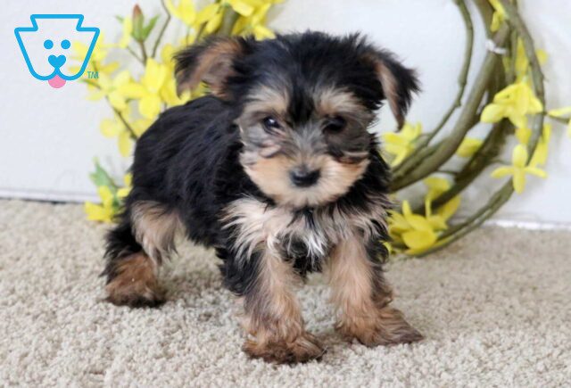 Jade Yorkie2 image