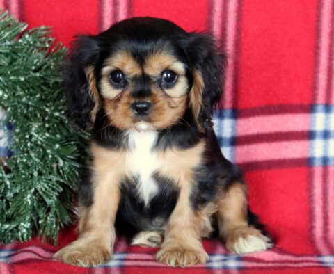 Jasper Cavalier2