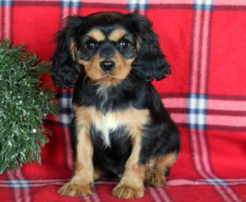 Jax Cavalier