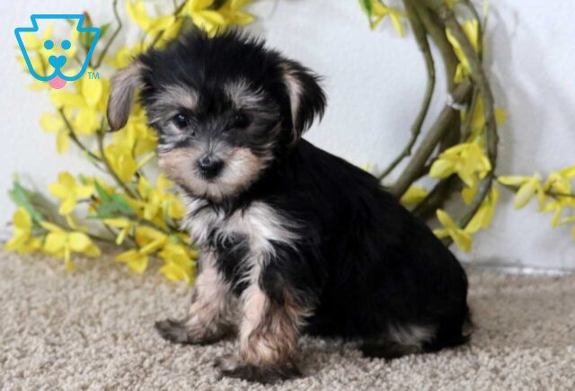 Jayla Yorkie image