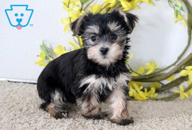 Jayla Yorkie2 image