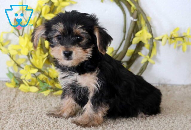 Jazz Yorkie image