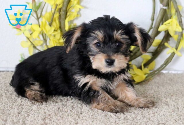 Jazz Yorkie2 image
