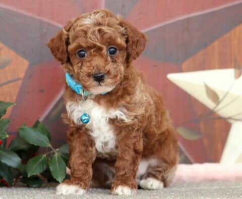 Jeffrey Mini Poodle