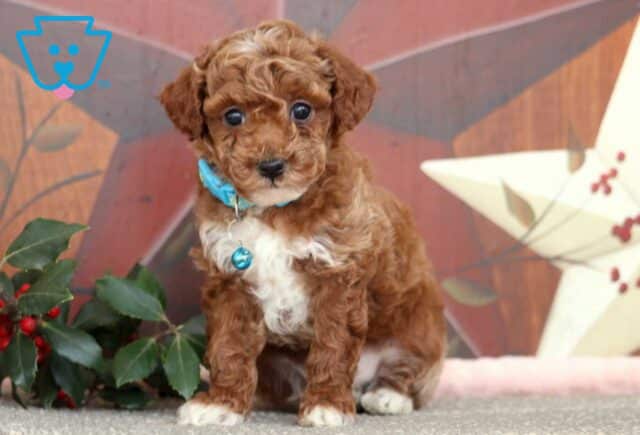 Jeffrey Mini Poodle image
