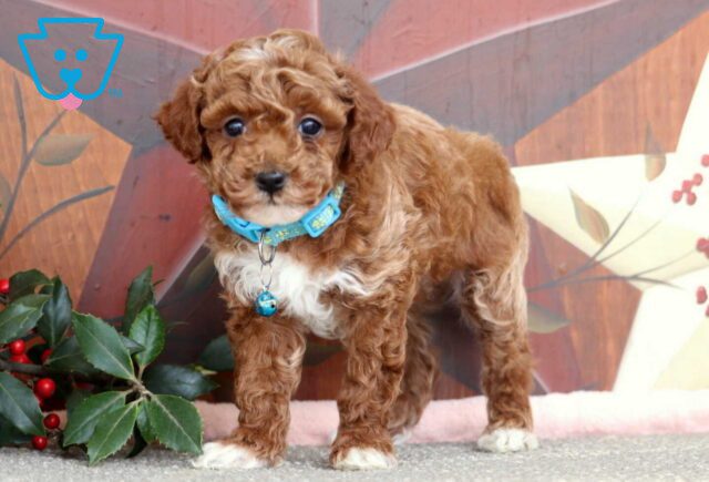 Jeffrey Mini Poodle2 image