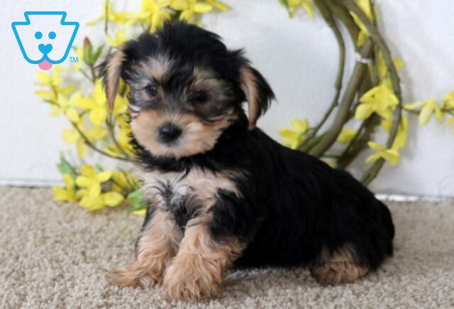 Jenna Yorkie image