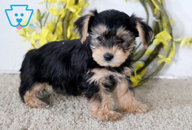 Jenna Yorkie2 image