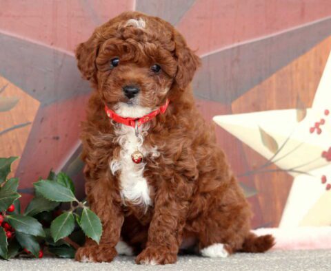 Jenny Mini Poodle