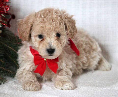 Jiggy Mini Goldendoodle