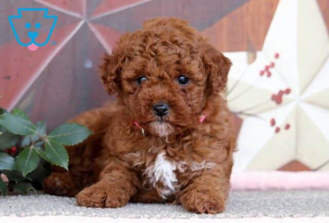 Jingle Mini Poodle2 image