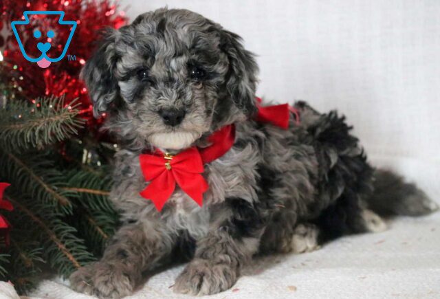 Jingles Mini Goldendoodle image