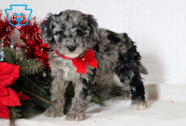 Jingles Mini Goldendoodle2 image