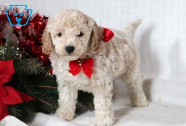 Joey Mini Goldendoodle image