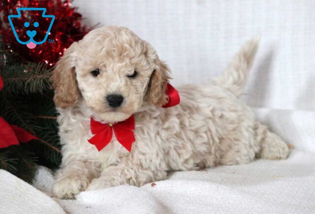 Joey Mini Goldendoodle2 image