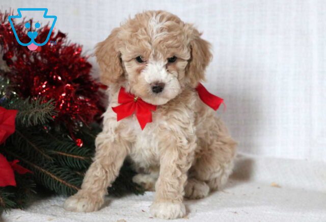 Joy Mini Goldendoodle image