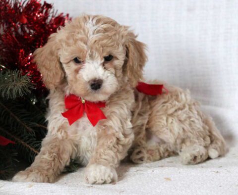 Joy Mini Goldendoodle2