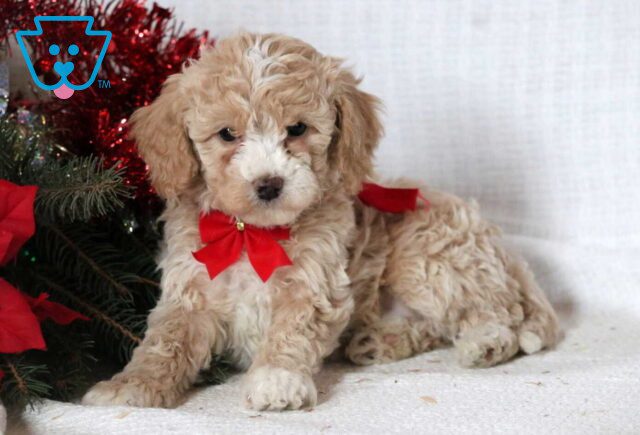 Joy Mini Goldendoodle2 image