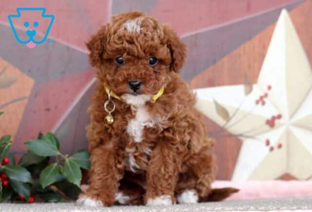 Julia Mini Poodle image