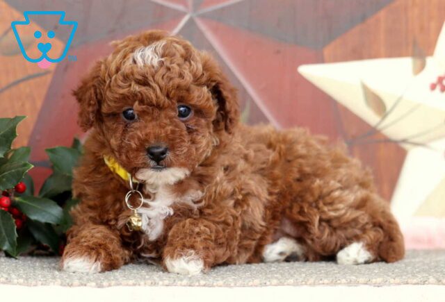 Julia Mini Poodle2 image