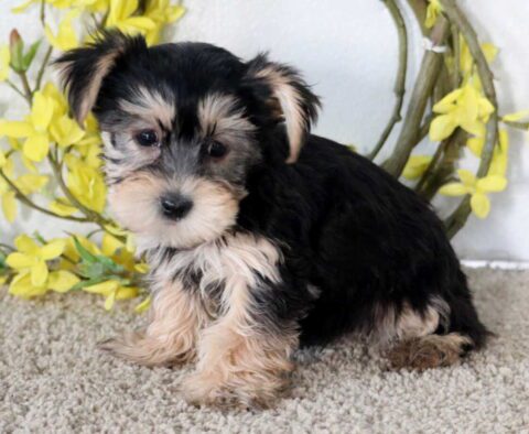 Juliet Yorkie
