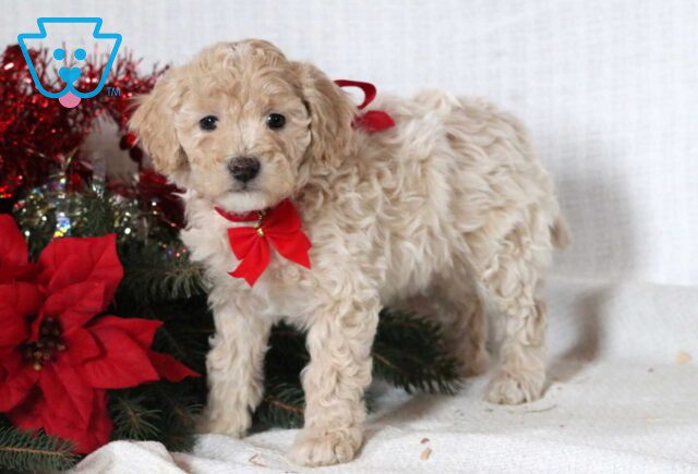 Jumper Mini Goldendoodle image