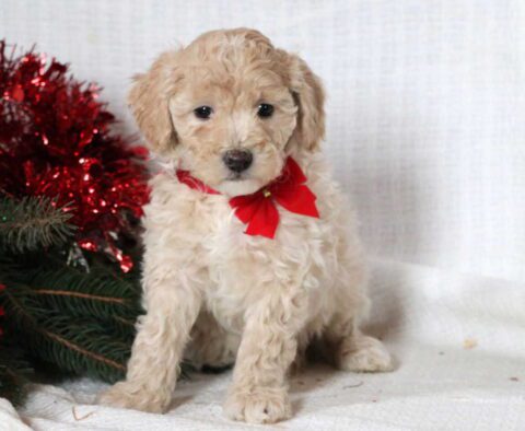 Jumper Mini Goldendoodle2