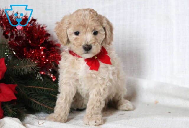 Jumper Mini Goldendoodle2 image